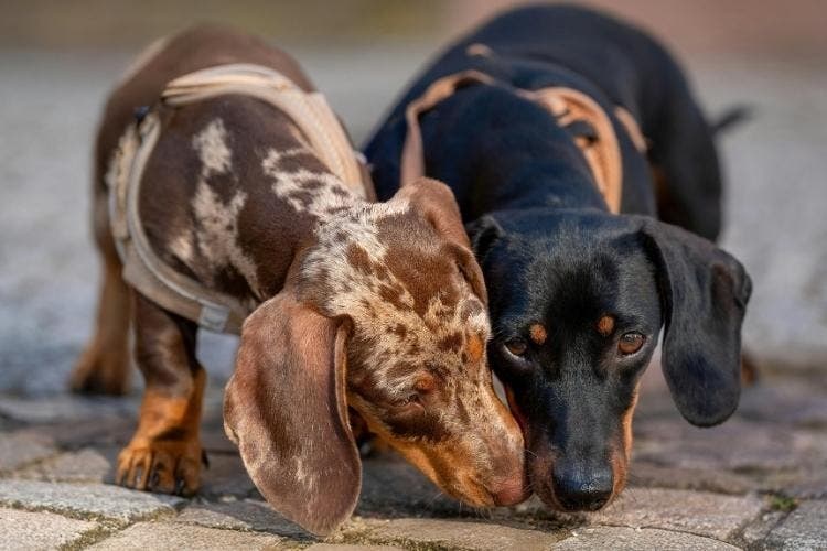 Healthier Coat, Better Energy — Is Fresh Dog Food the Key?