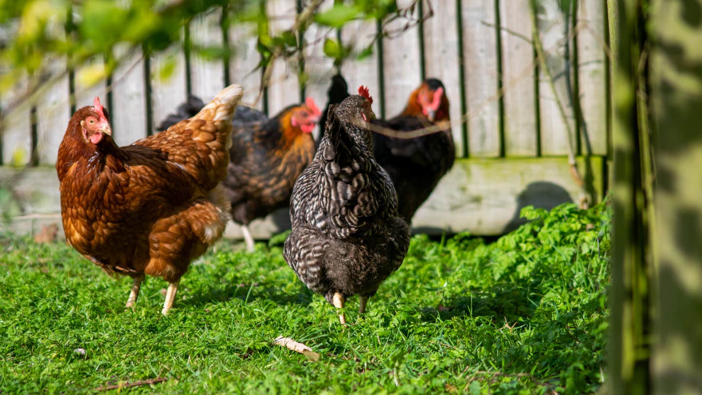 Beyond Fresh Eggs: 8 Surprising Benefits of Keeping Backyard Chickens in Wooden Coops