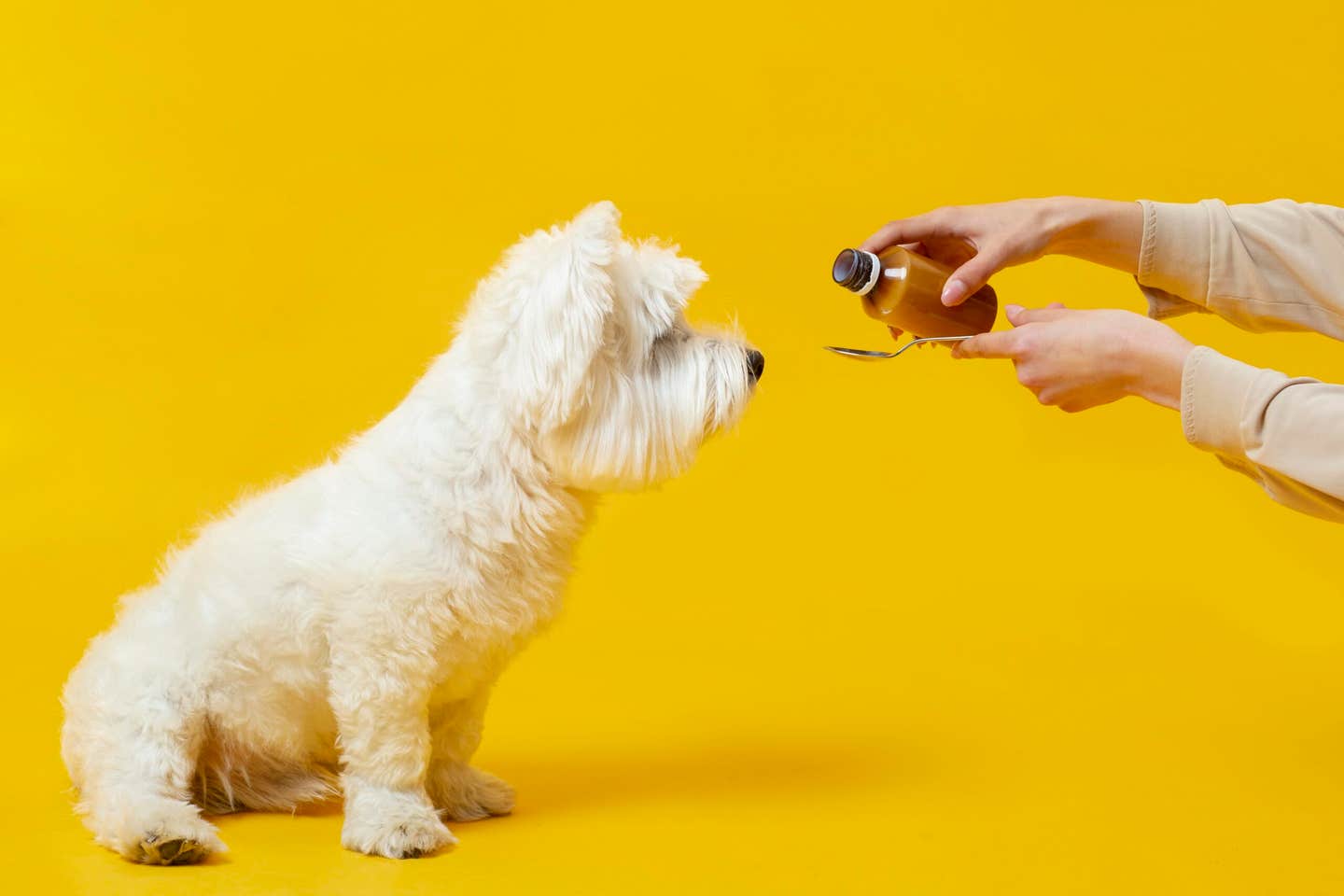 Natural vs. Synthetic Ingredients in Dog Supplements: What the Labels Don’t Always Tell You